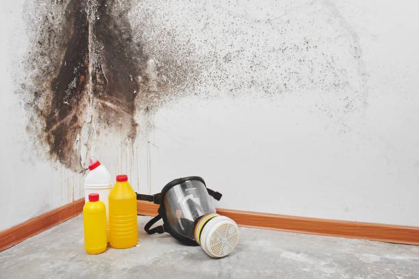 Best Residential Mold Remediation in Brodhead, WI
