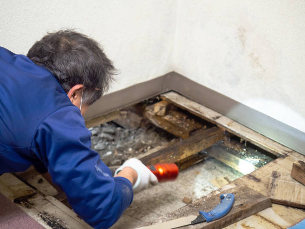 Best Crawl Space Mold Remediation in Brodhead, WI