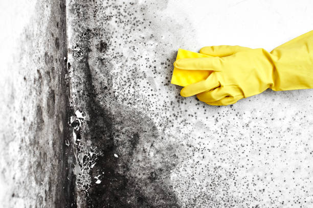 Best Insurance-Related Mold Remediation in Brodhead, WI