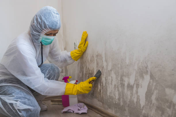 Best Attic Mold Remediation in Brodhead, WI