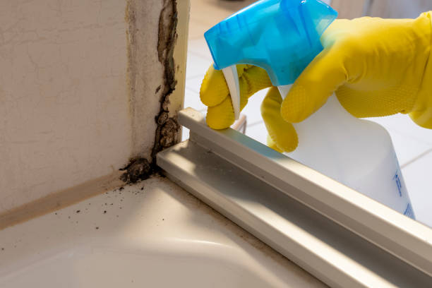 Trusted Brodhead, WI Mold Remediation Experts