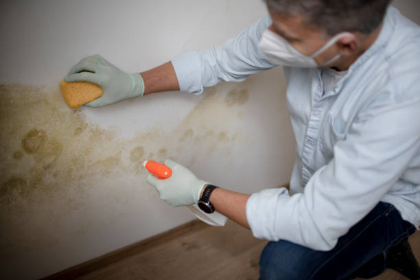 Best Bathroom Mold Remediation in Brodhead, WI
