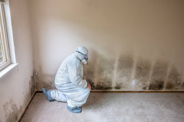 Best Bathroom Mold Remediation in Brodhead, WI